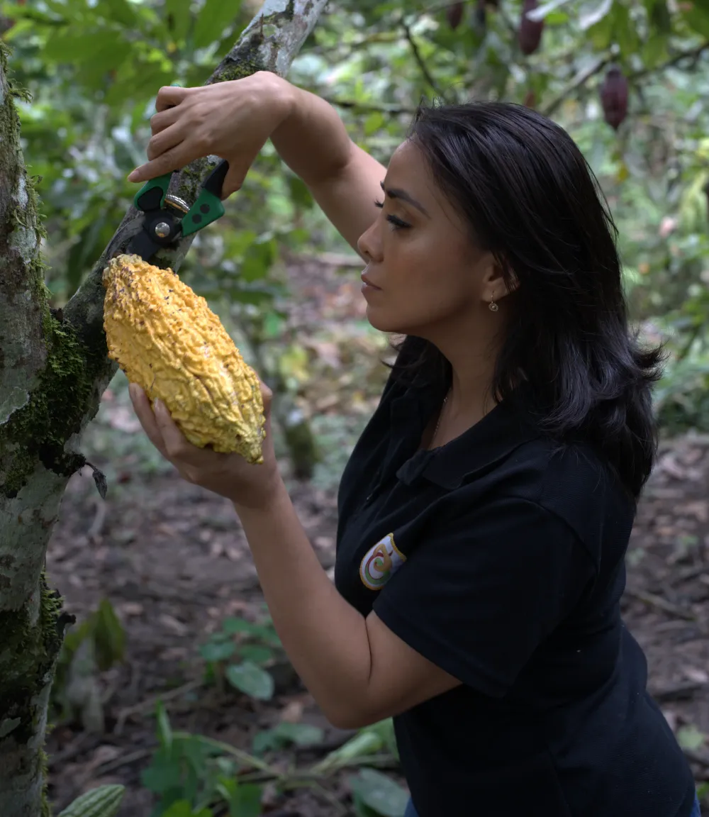 Cacao cultivado en la Amazonía ecuatoriana