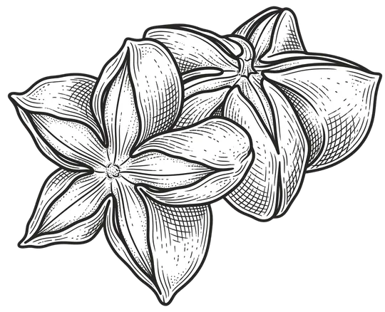 Ilustración botánica del fruto de sacha inchi con forma de estrella y sus semillas