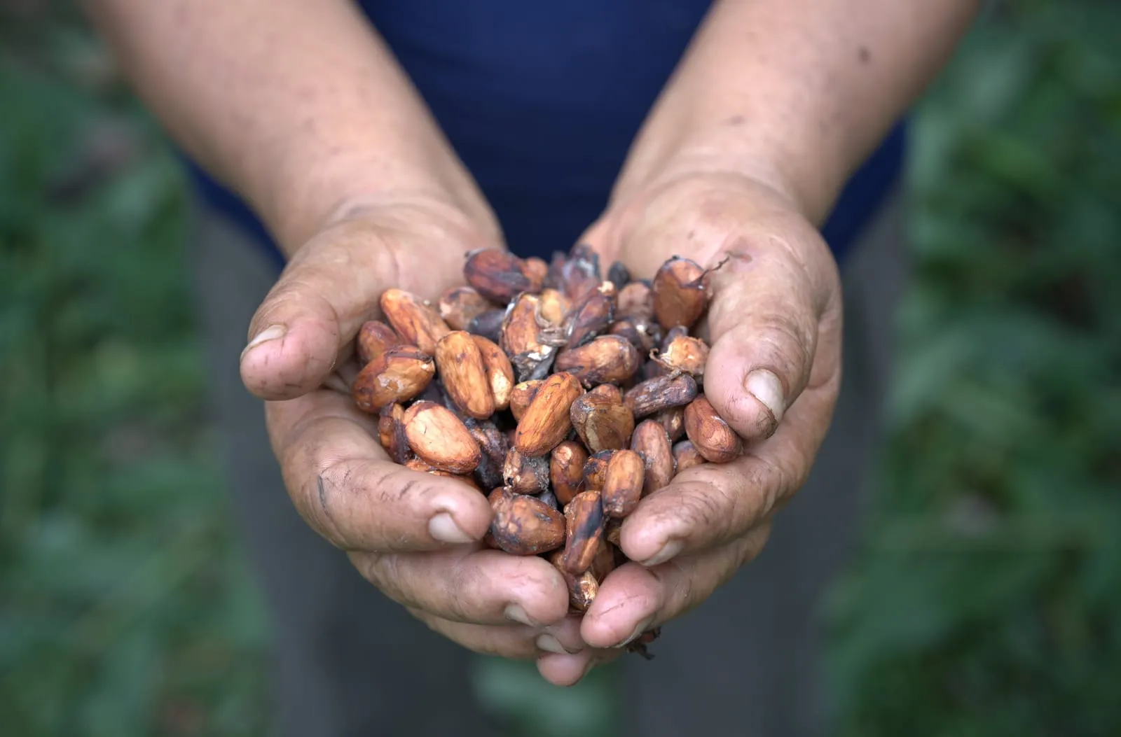 Proceso de transformación del cacao ecuatoriano en productos BillonChok